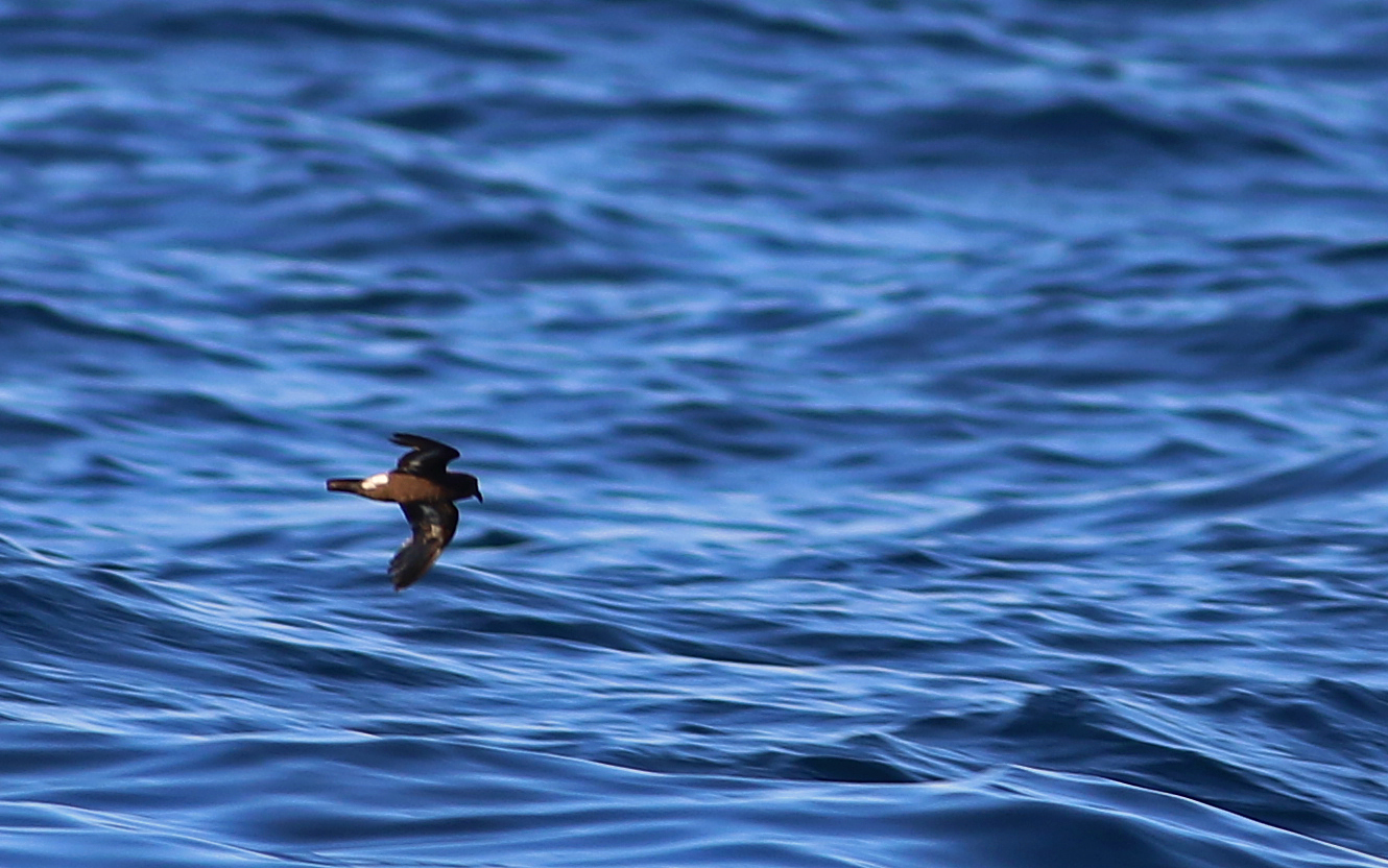 European Storm-Petrel